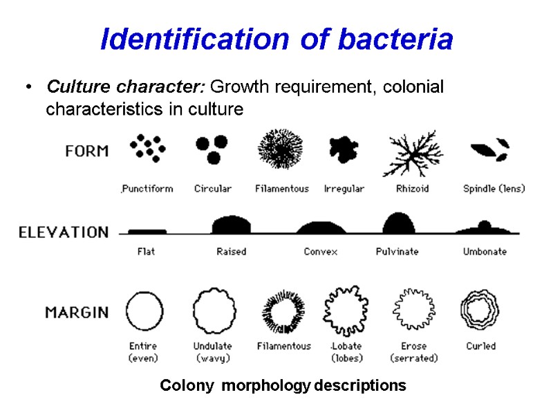 Identification of bacteria Culture character: Growth requirement, colonial characteristics in culture Colony  morphology